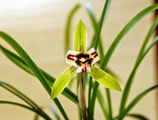 家裏養蘭花有什麼好處,淨化空氣、生津止渴,緩解疲勞