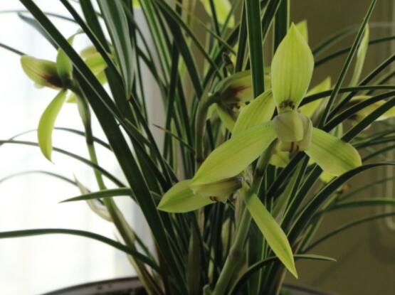 家裏養蘭花有什麼好處,淨化空氣、生津止渴,緩解疲勞