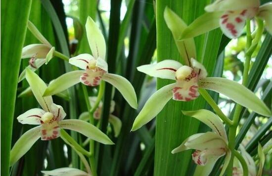 家裏養蘭花有什麼好處,淨化空氣、生津止渴,緩解疲勞