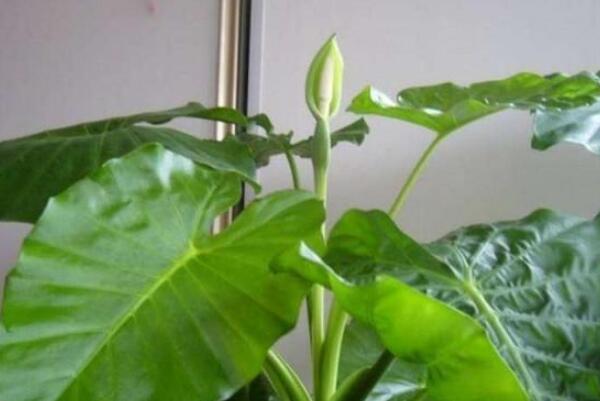 誤食滴水觀音怎麼解毒,如果情況嚴重立即送到醫院