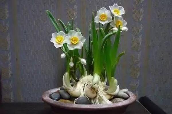 水仙開花後怎麼處理,這樣做可以年年開花