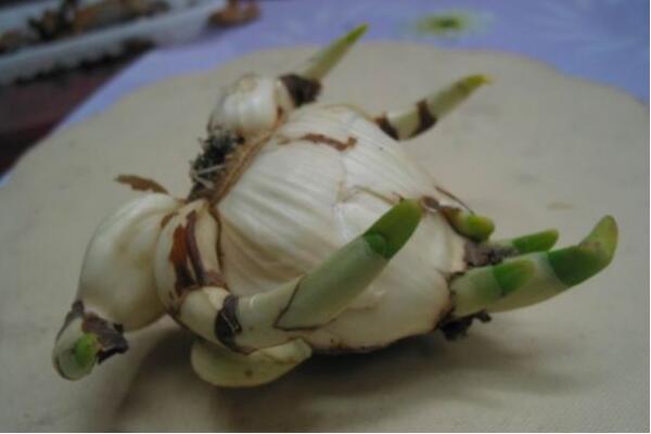 水仙開花後怎麼處理,這樣做可以年年開花