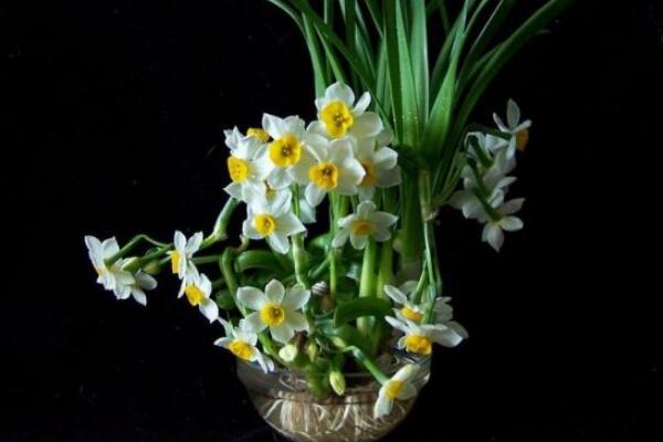 水仙開花後怎麼處理,這樣做可以年年開花