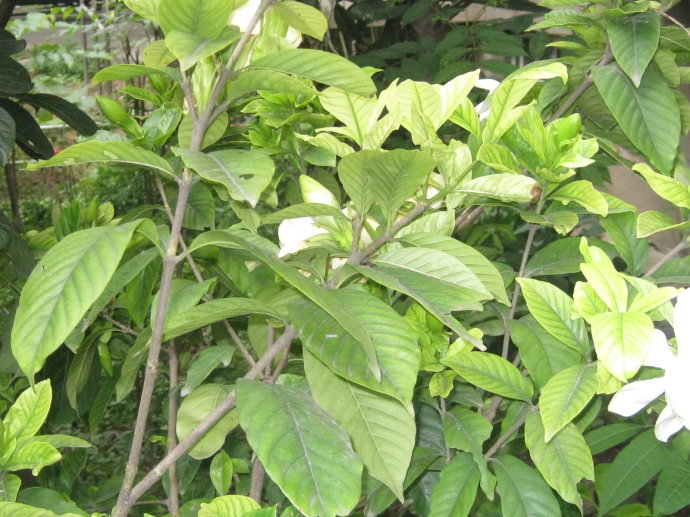 梔子花的繁殖方法,扡插/壓條/分株三種繁殖方法