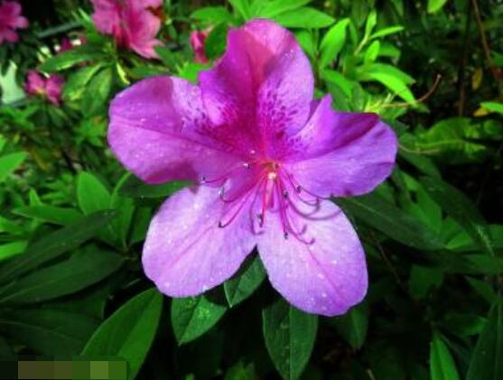 杜鵑花花後怎麼修剪,老農教你五大基本要點