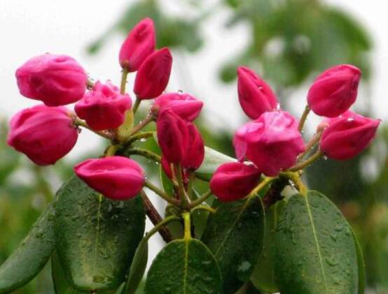 杜鵑花花後怎麼修剪,老農教你五大基本要點