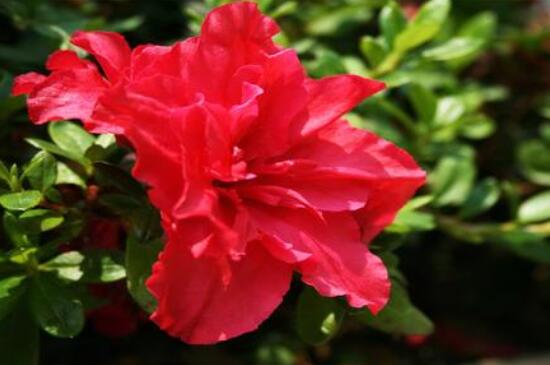 杜鵑花花後怎麼修剪,老農教你五大基本要點