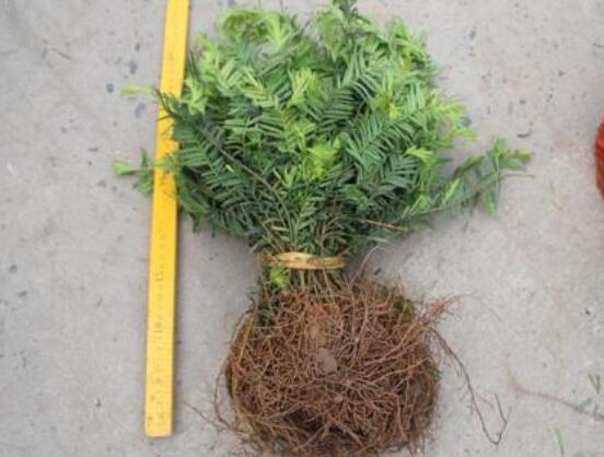 紅豆杉扡插繁殖方法，做好這五大方法便可生根發芽