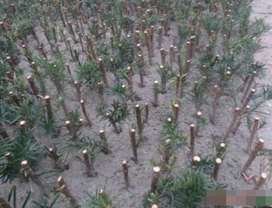 紅豆杉扡插繁殖方法，做好這五大方法便可生根發芽