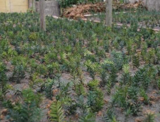 紅豆杉扡插繁殖方法，做好這五大方法便可生根發芽