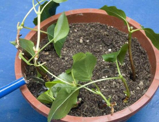 繡球花夏天可以扡插嗎，抑製生根、存活慢(不適宜)