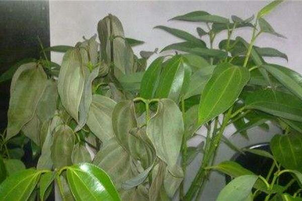 平安樹葉尖發黑怎麼辦，找到原因及時處理