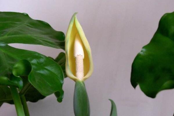 滴水觀音開花有什麼兆頭,生旺發財,花開聚福