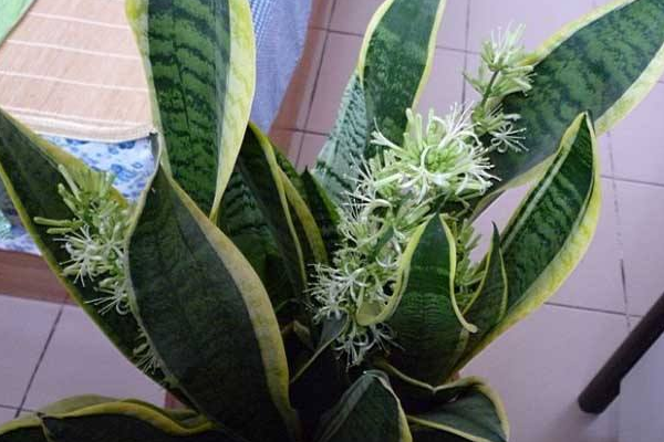 虎皮開花是好兆頭嗎?是個好兆頭(生旺發財、大富大貴)