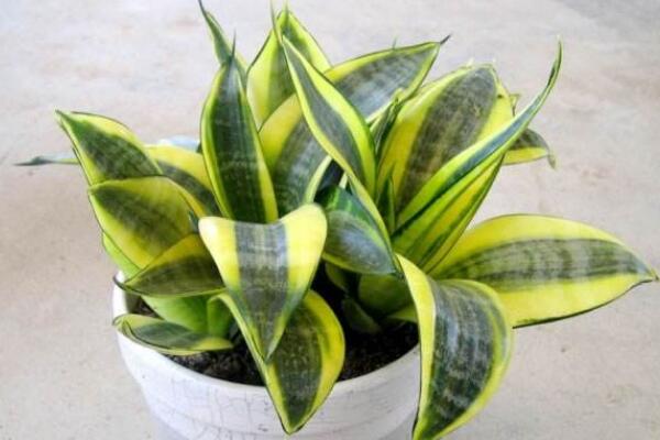 虎皮開花是好兆頭嗎?是個好兆頭(生旺發財、大富大貴)
