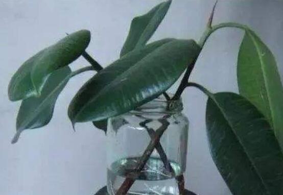 橡皮樹剪下來怎麼生根,做好五個步驟便可發芽長葉