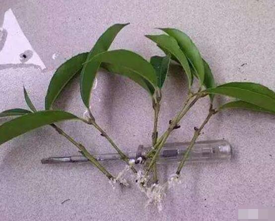橡皮樹剪下來怎麼生根,做好五個步驟便可發芽長葉