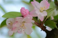 海棠花爛莖了怎麼辦，爛莖原因以及解決方法
