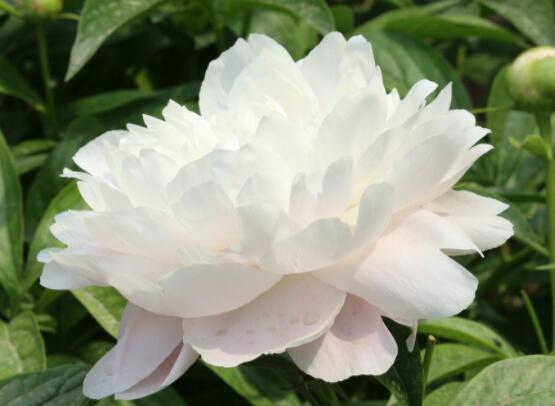 芍藥花什麼時候開,每年4-6月就會含苞盛開