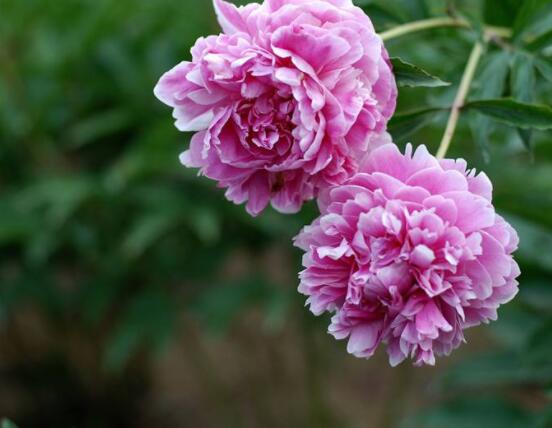 芍藥花什麼時候開,每年4-6月就會含苞盛開