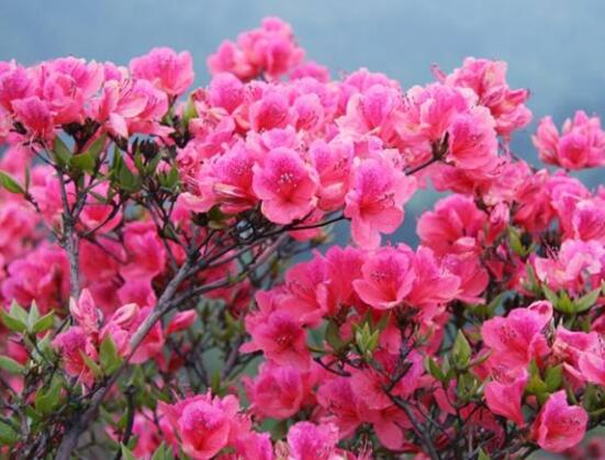 杜鵑花枯萎了怎麼救活,四種原因以及解決方法