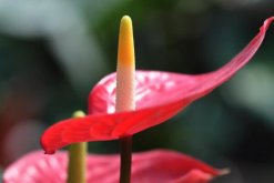 紅掌葉子爛了是什麼原因，四種原因以及解決方法