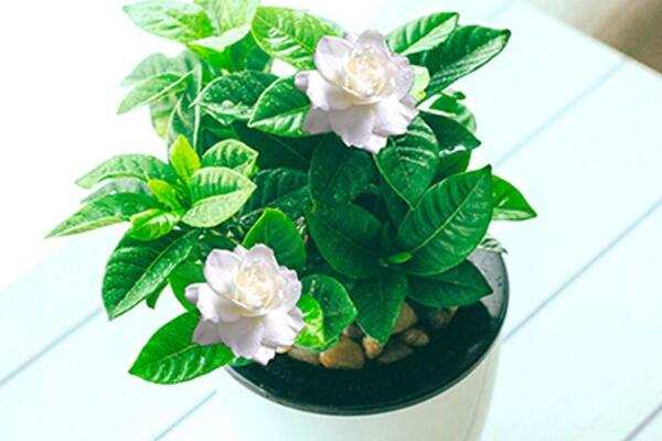 梔子花怎麼養才長得快,做好這五點即可快速生長