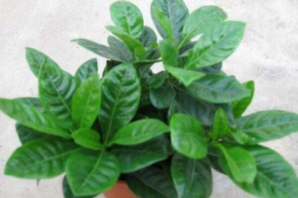 梔子花葉子發黑怎麼辦,分析原因及時處理