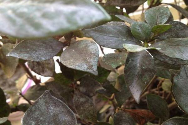 梔子花葉子發黑怎麼辦,分析原因及時處理