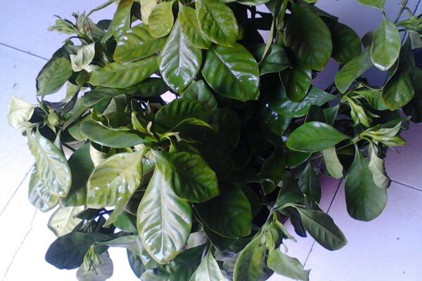 梔子花葉子發黑怎麼辦,分析原因及時處理