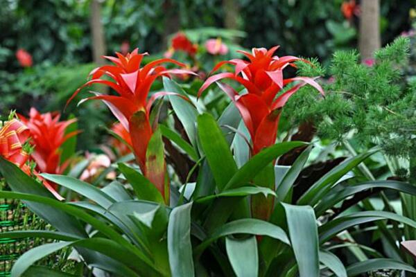 鴻運當頭開完花怎麼養,及時進行分株