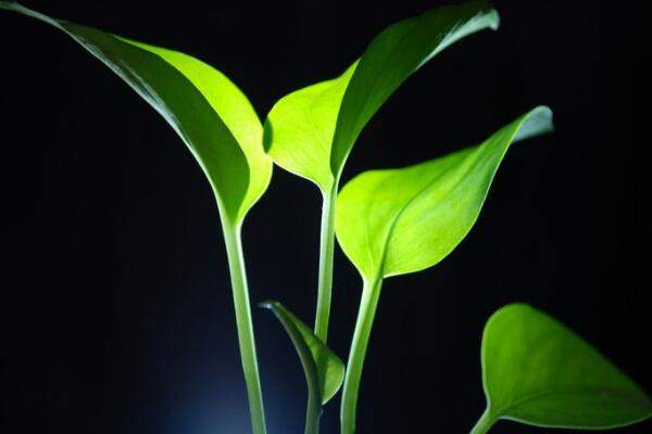 養滴水觀音有什麼好處，可以淨化空氣