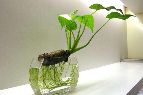 養滴水觀音有什麼好處，可以淨化空氣
