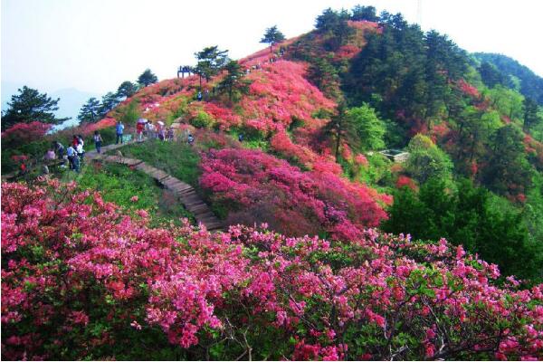 杜鵑花冬天能開花嗎,適宜的環境一年四季可以開花