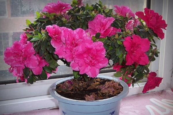 杜鵑花冬天能開花嗎,適宜的環境一年四季可以開花
