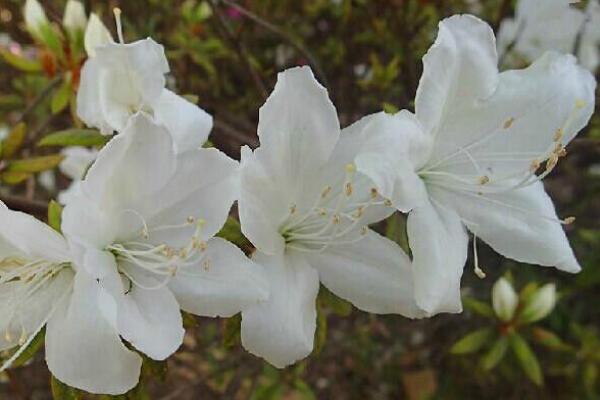 杜鵑花冬天能開花嗎,適宜的環境一年四季可以開花