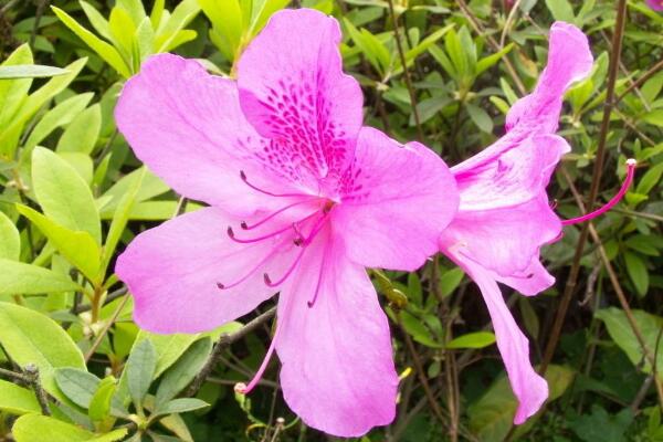 杜鵑花冬天能開花嗎,適宜的環境一年四季可以開花