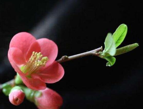 為什麼說海棠花不吉利,純屬一種迷信謠言(無科學依據)