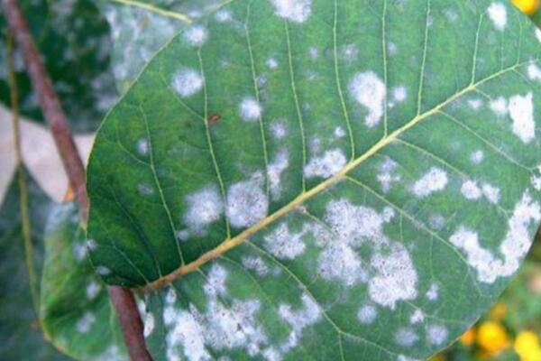 薔薇花病害及防治方法,四種病害的症狀以及防治