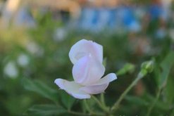 薔薇花病害及防治方法，四種病害的症狀以及防治