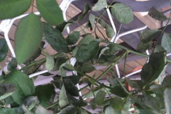薔薇花病害及防治方法,四種病害的症狀以及防治