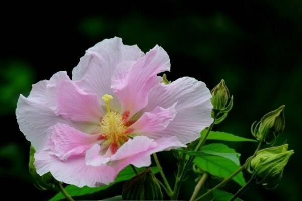 芙蓉花葉子蔫了怎麼辦，找到原因立即處理