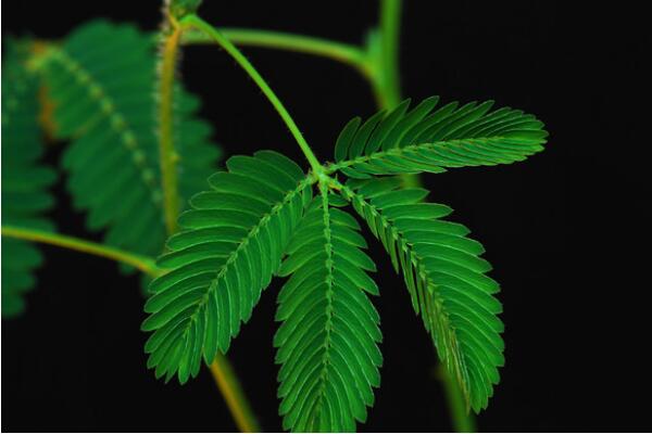 含羞草怎麼養才不會死,做好下麵五點即可簡單成活
