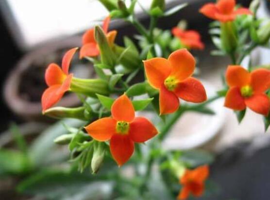 長壽花怎麼養才開花,做好這五點可花開爆盆