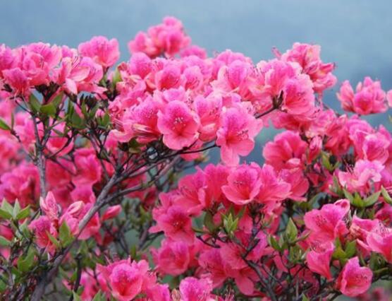 杜鵑花怎麼換盆,老農教你三個簡單易學方法
