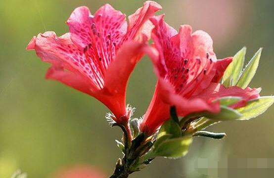 杜鵑花怎麼換盆,老農教你三個簡單易學方法