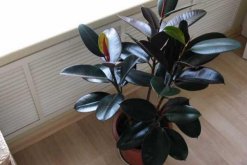 家裏養橡皮樹有什麼好處，從觀賞、淨化、風
