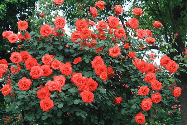 月季花品種大全,月季花的5大品種