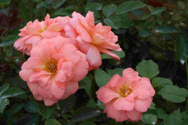 月季花品種大全,月季花的5大品種