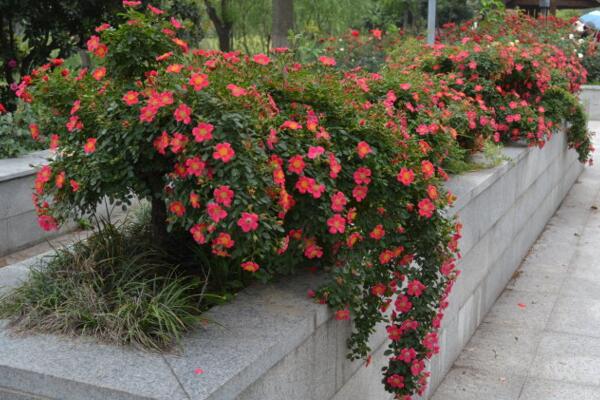 月季花品種大全,月季花的5大品種